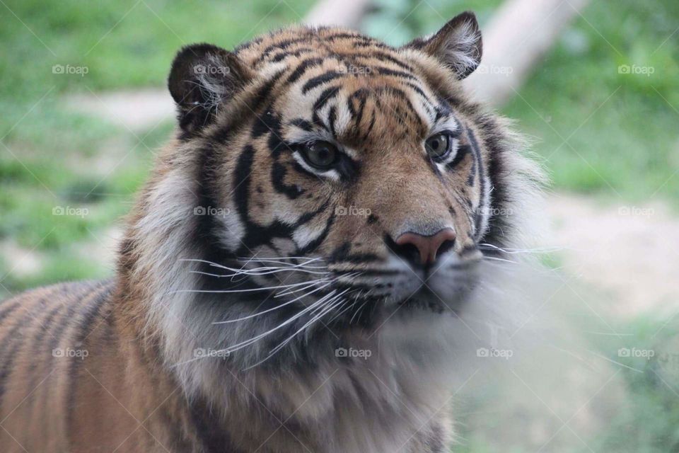 attentive tiger