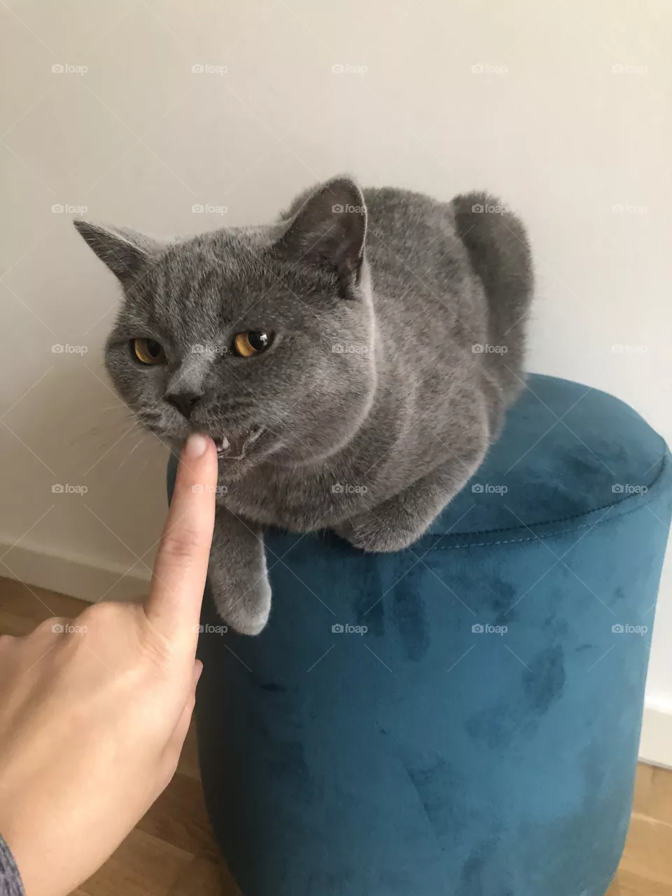 Kitty 