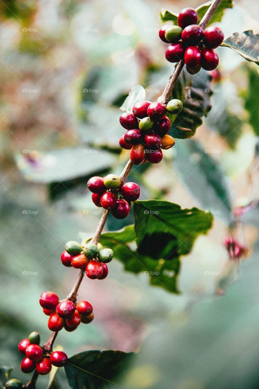 Close-up of coffee beans still on the branch.