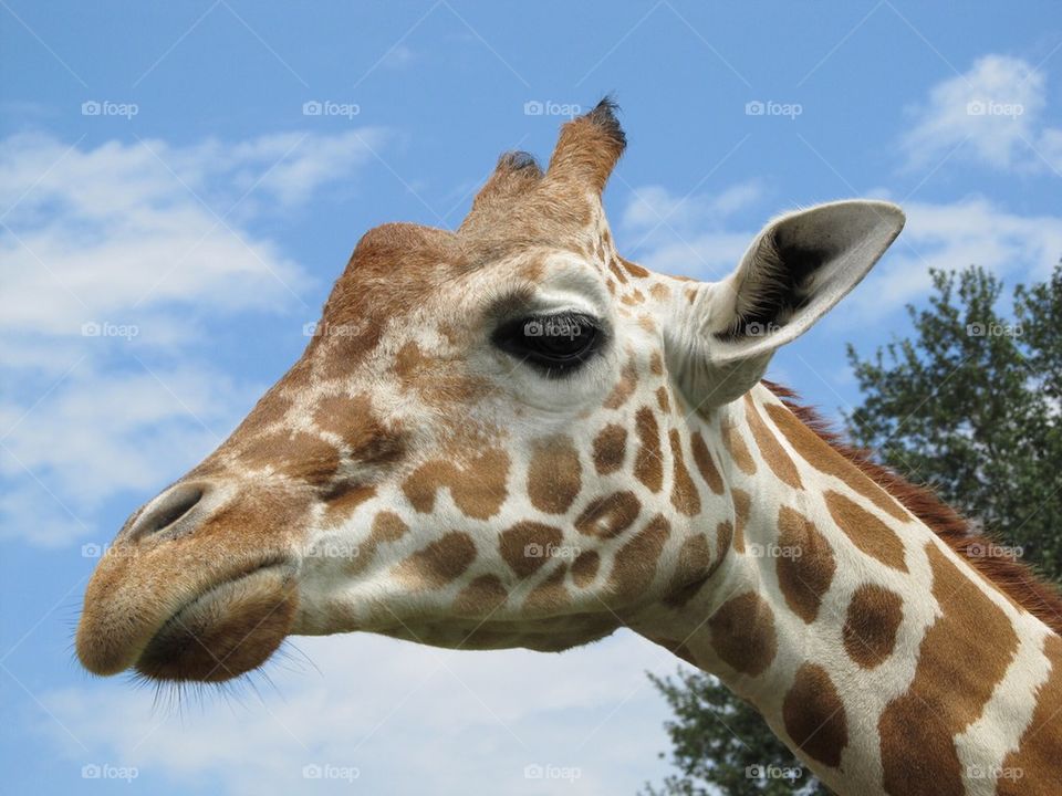 Giraffe 