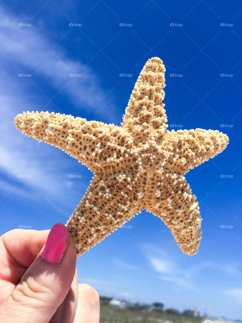 Starfish. Starfish being held in a woman's hand against a blue sky.