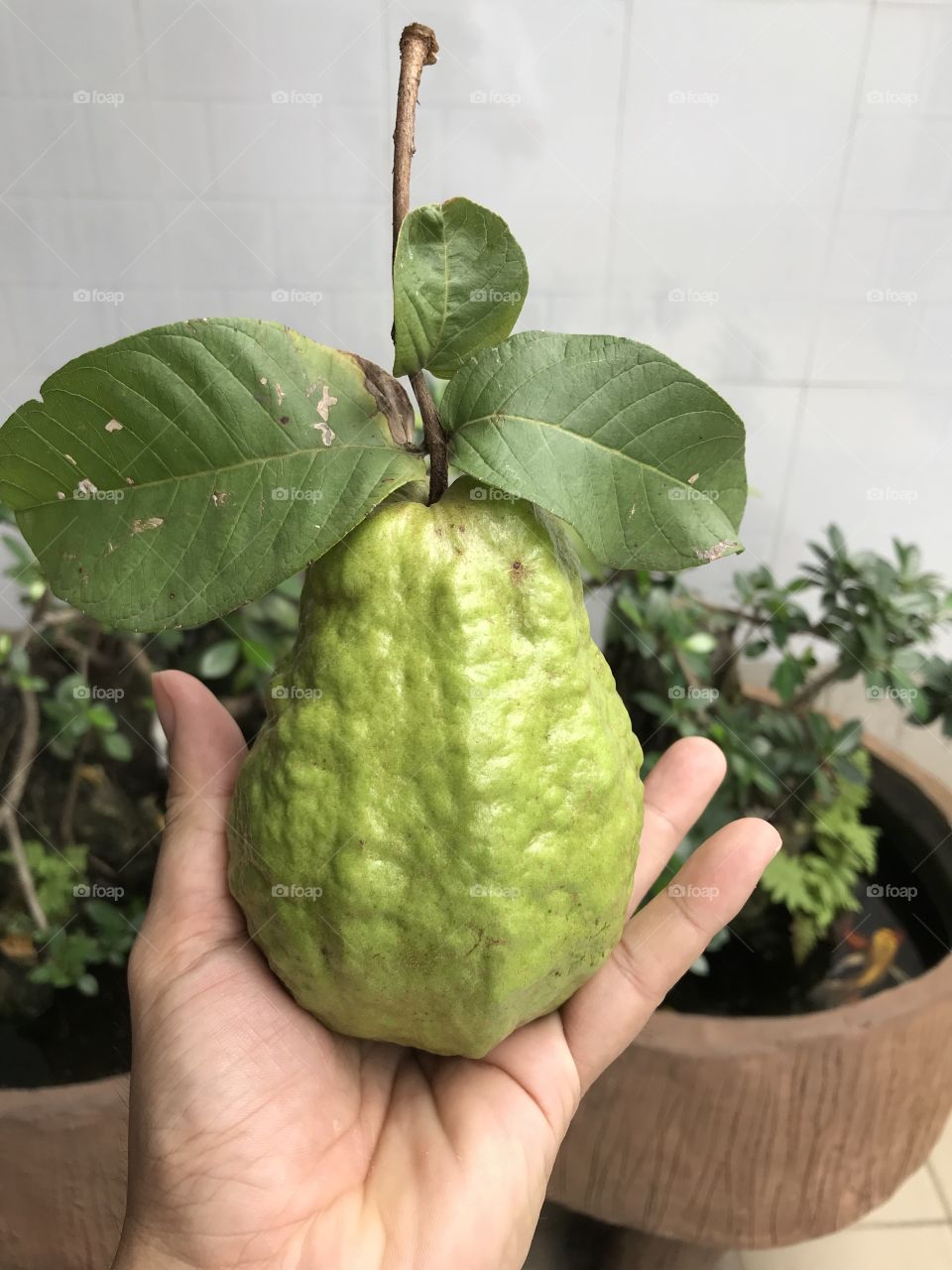 A big vietnamese guava on hand