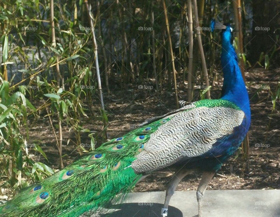 Pretty Peacock