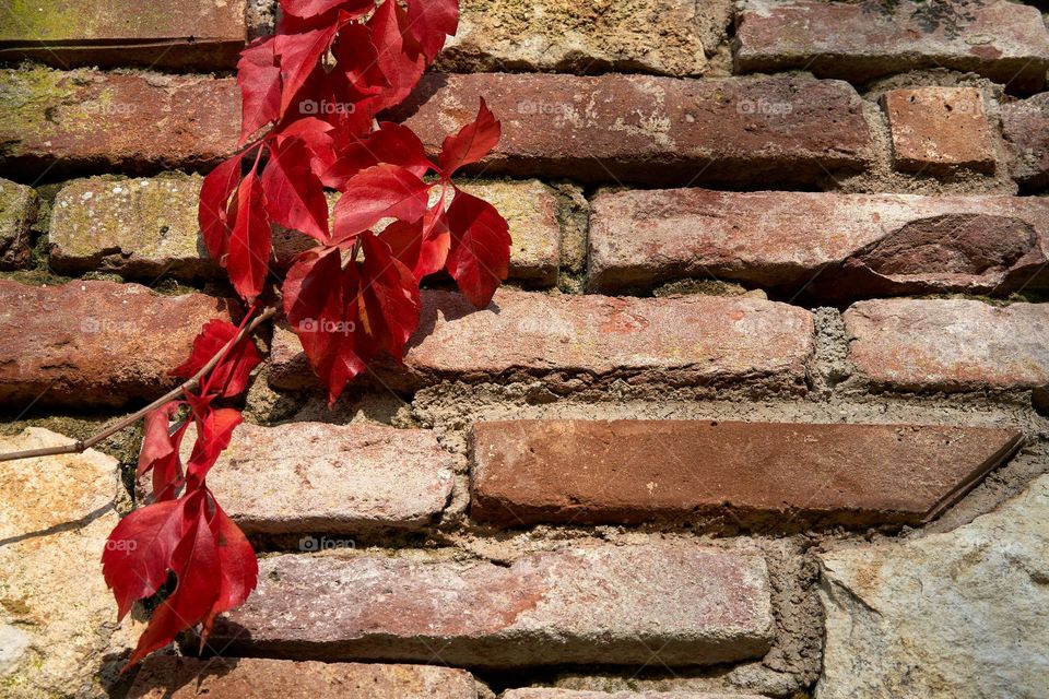 Brick wall with  deep red virginia creeper