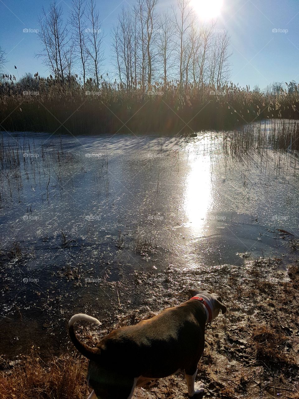 A dog and a frozen lake.
