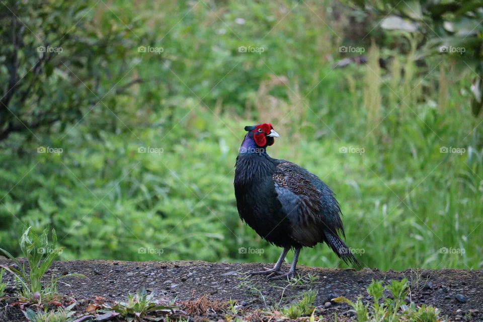 ニホンキジ   Japanese pheasant