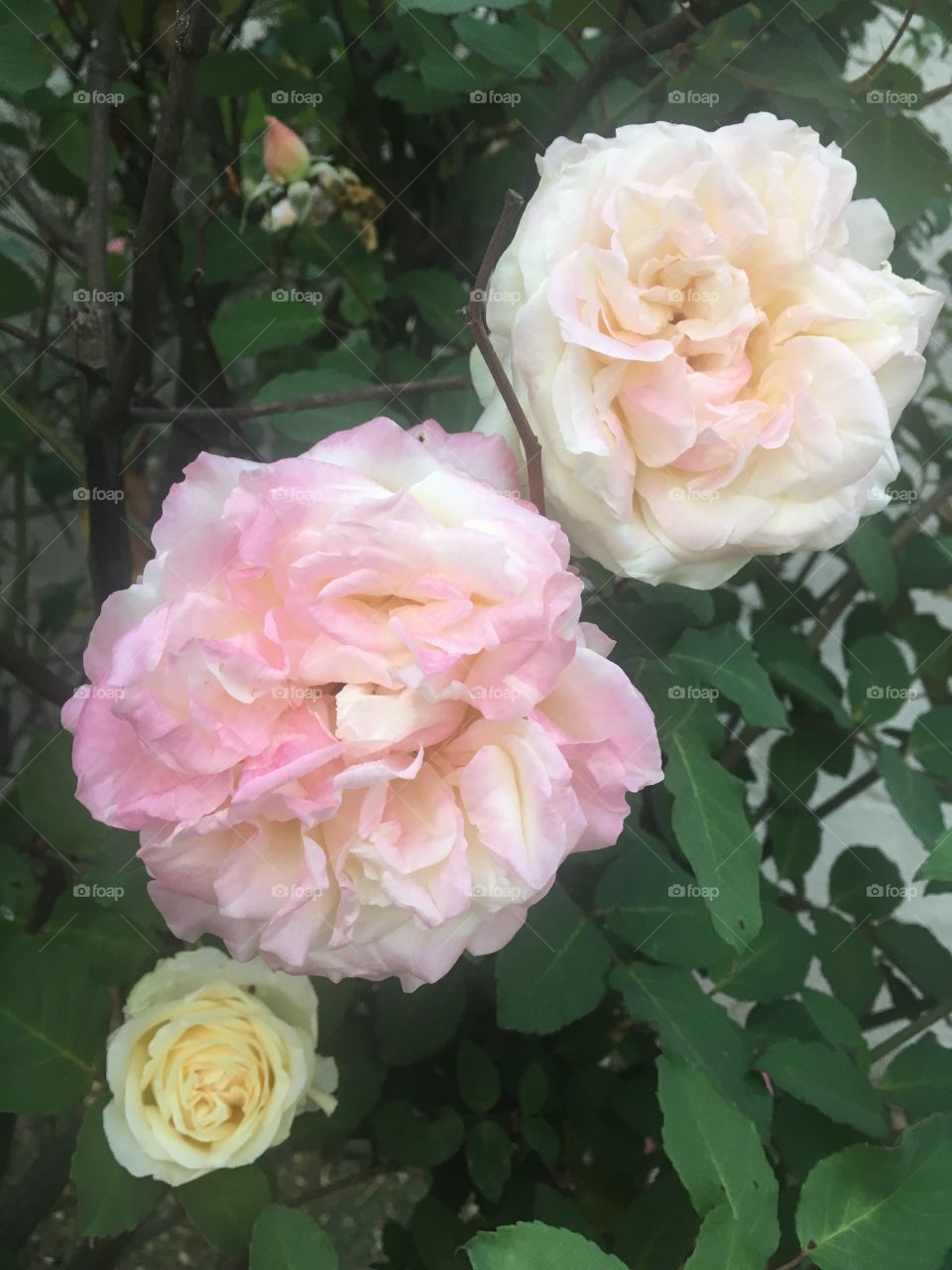 🌼#Flores do nosso #jardim, para alegrar e embelezar nosso dia!
#Jardinagem é nosso #hobby.
🌹
#flor #flowers #flower #pétalas #garden #natureza #nature #flora #photography #fotografia 