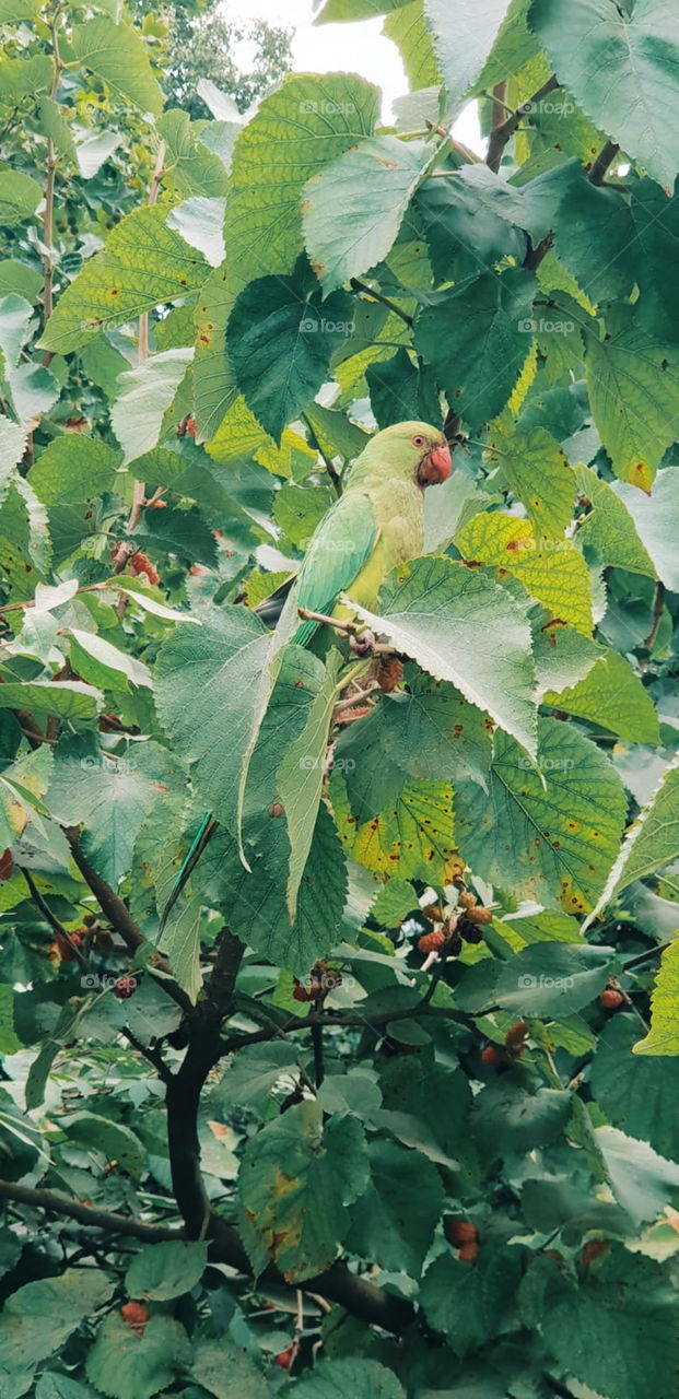 A green parrot sitting on a green tree. search and find. free bird in nature. saw this in vondelpark, Amsterdam.