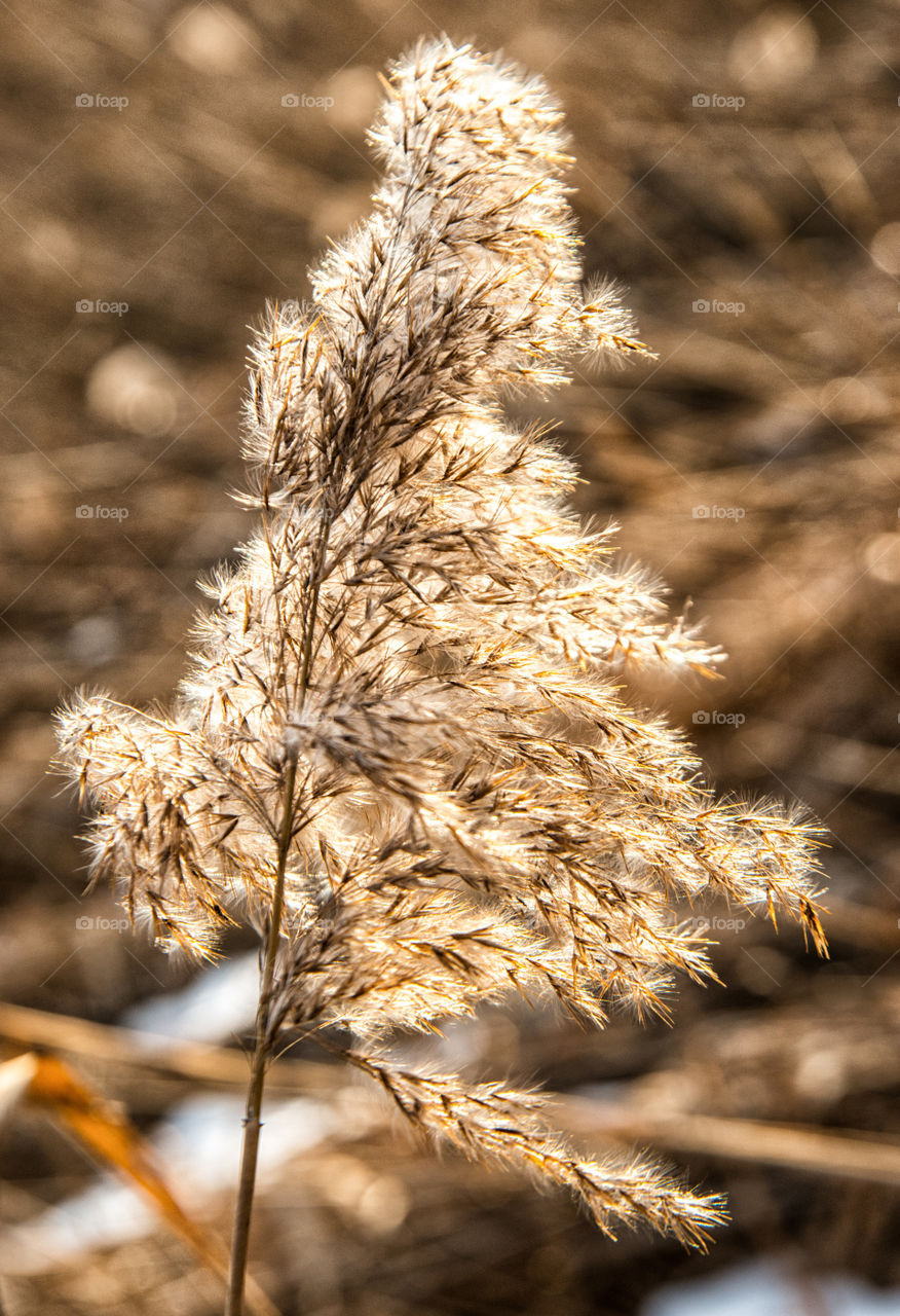 Dry grass