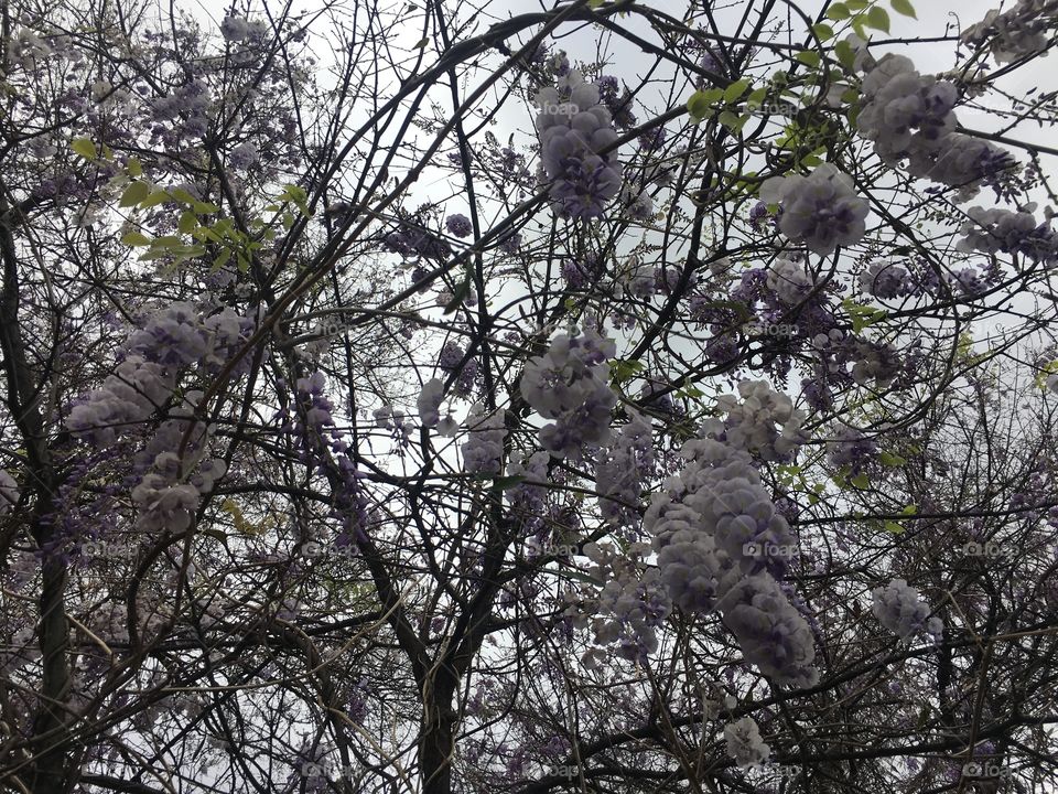 Tree, Branch, Season, Flora, Nature
