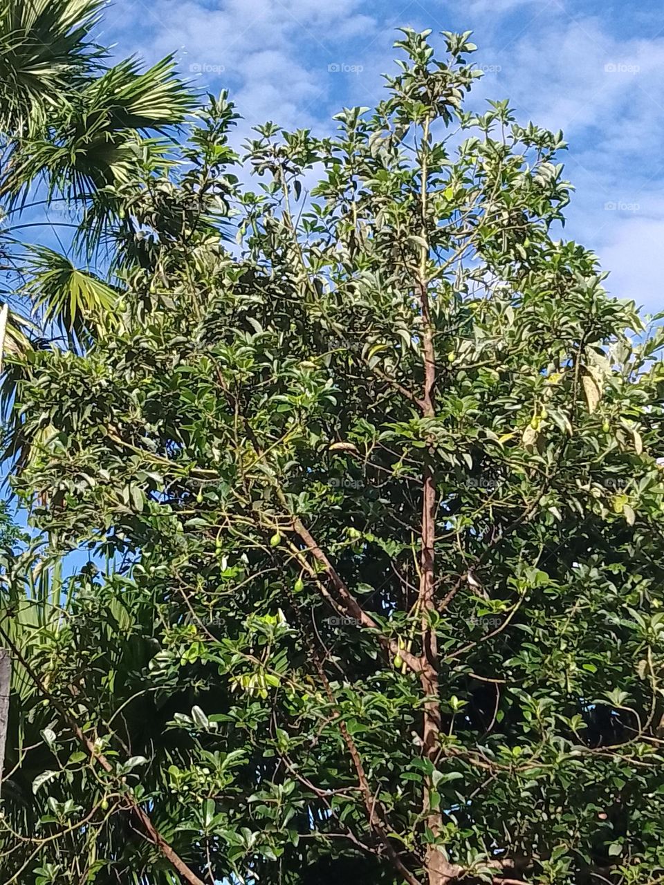 avocado tree 4