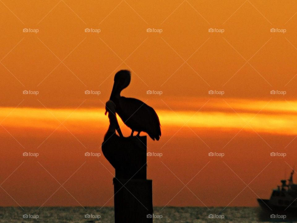 Pelican roosting on a piling in the sunset. Offshore at night is where pelicans roost and then during the day they load. 