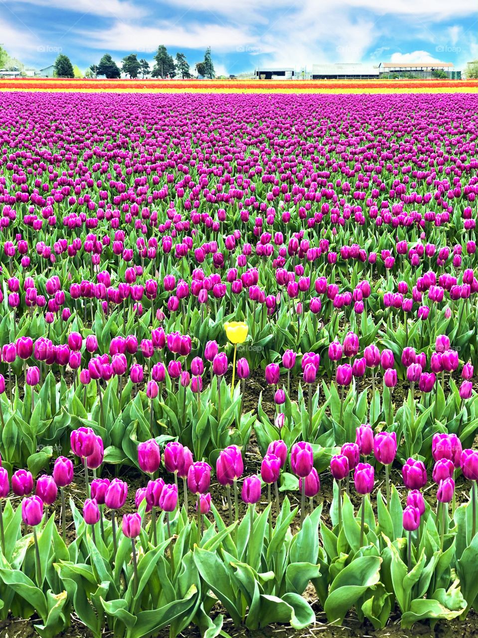 Foap. Mission Clash Of Colors! Brilliant And Colorful Tulip Fields Of Skagit Valley Washington.