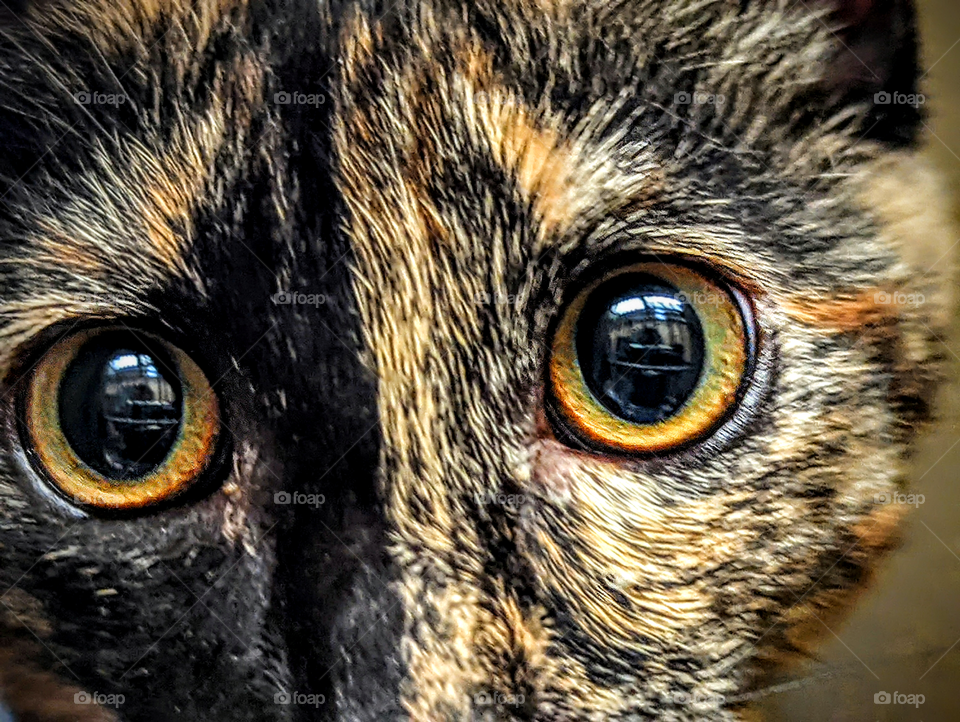 Every day is Caturday