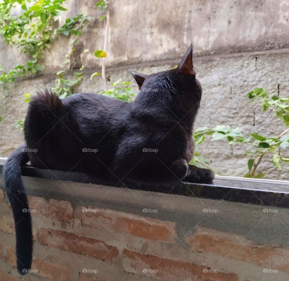 A black cat lying on the window watching the beautiful day that happens outside...