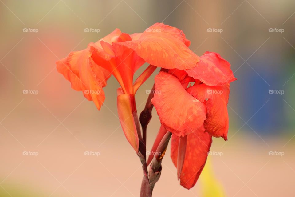 Vivid Orange Big Canna Flower on Blur Background