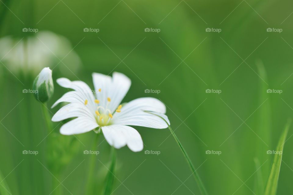 Closeup macro of a white flower in spring