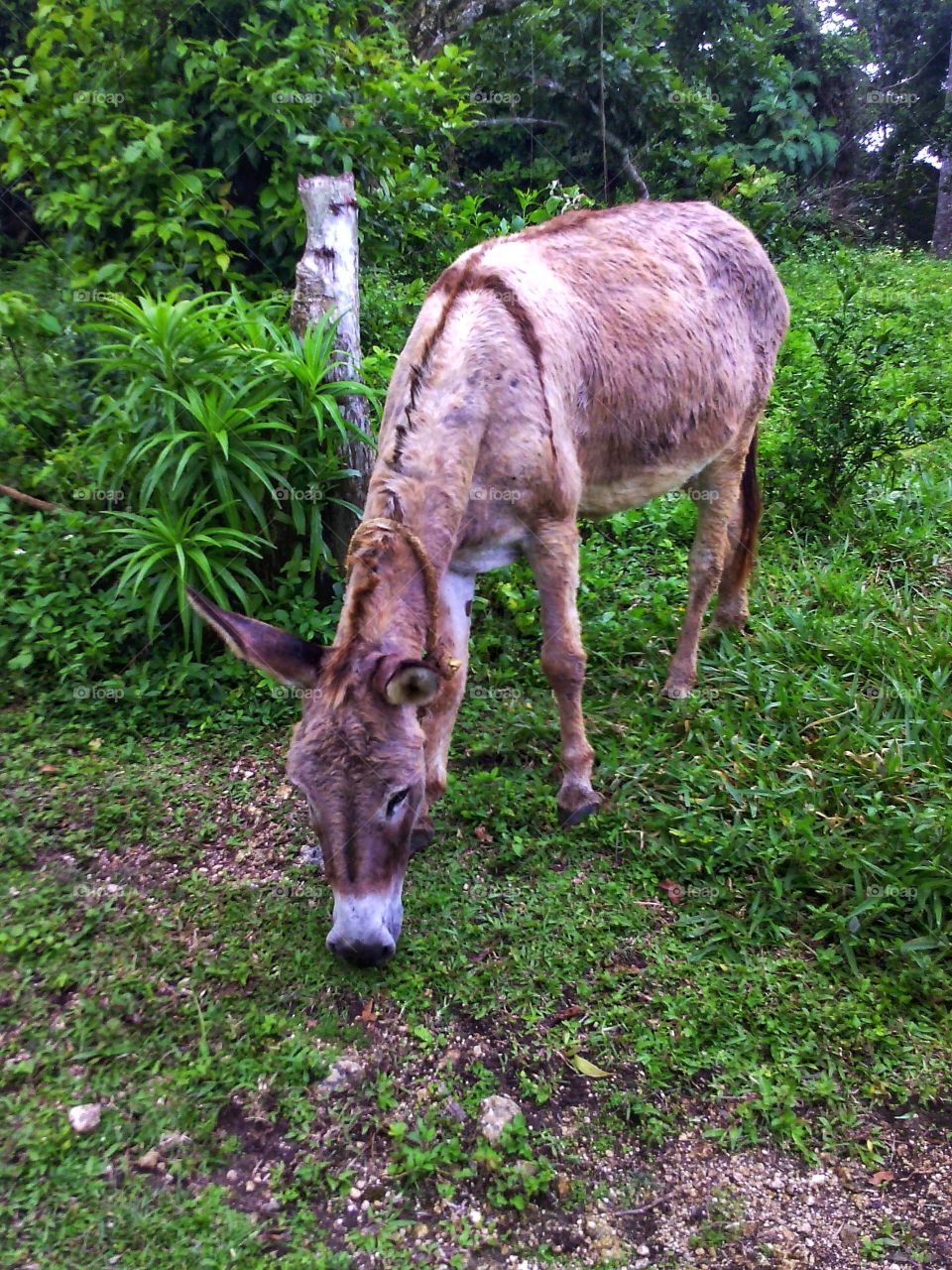 Grazing Donkey