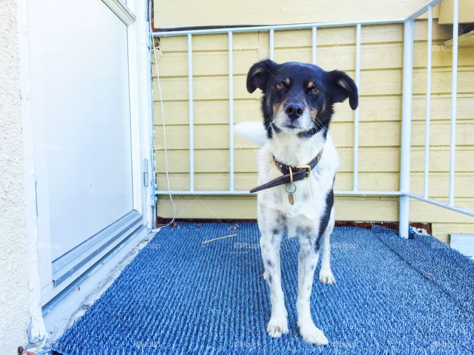 Cutest dog waiting on the door step 