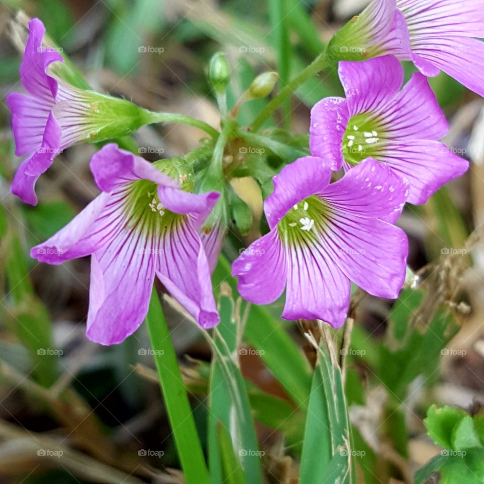 Nature, No Person, Flower, Summer, Leaf