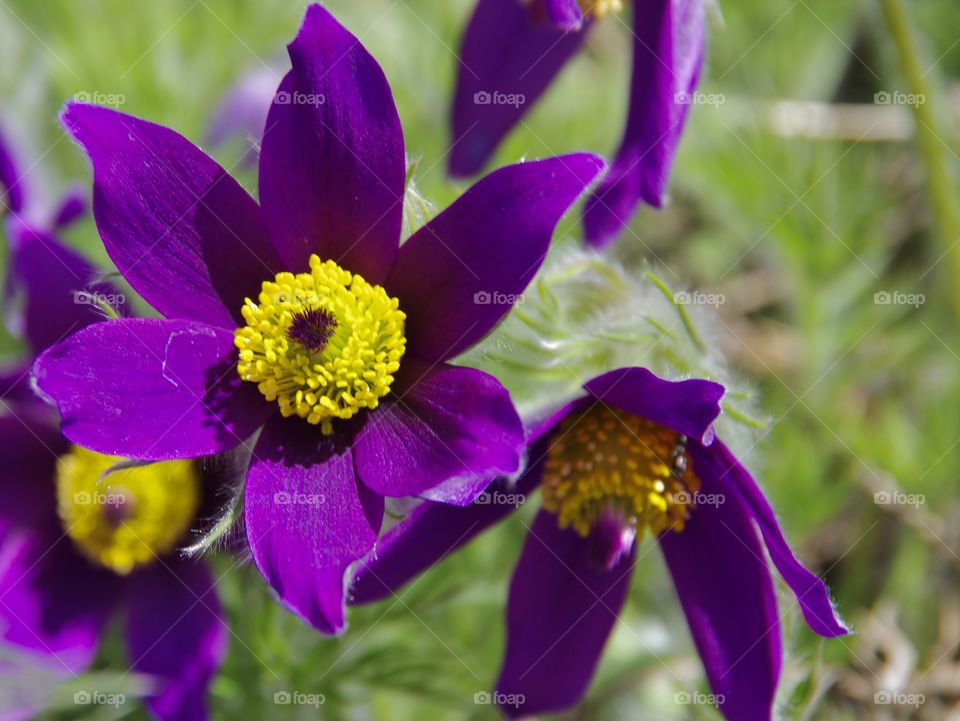 An unusual purple anemone 
