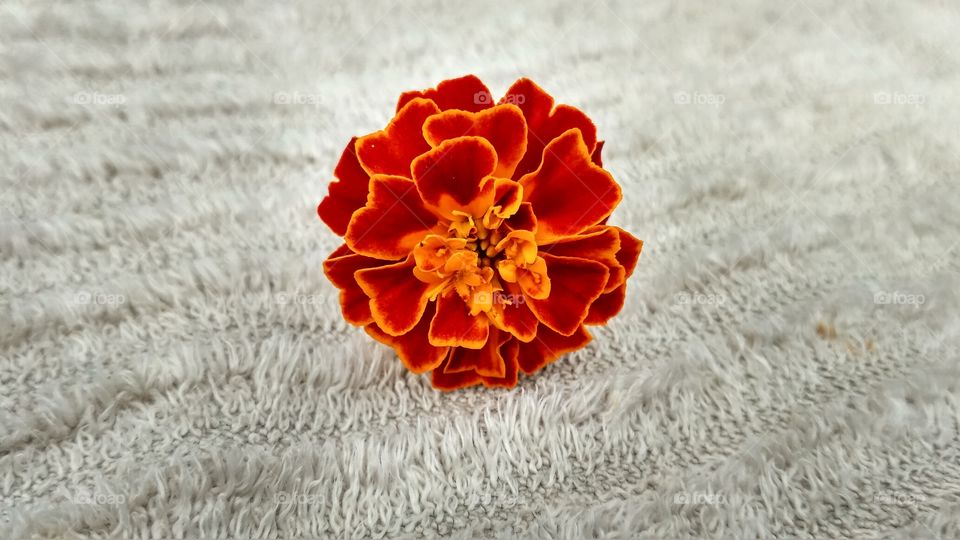 Flower on white carpet