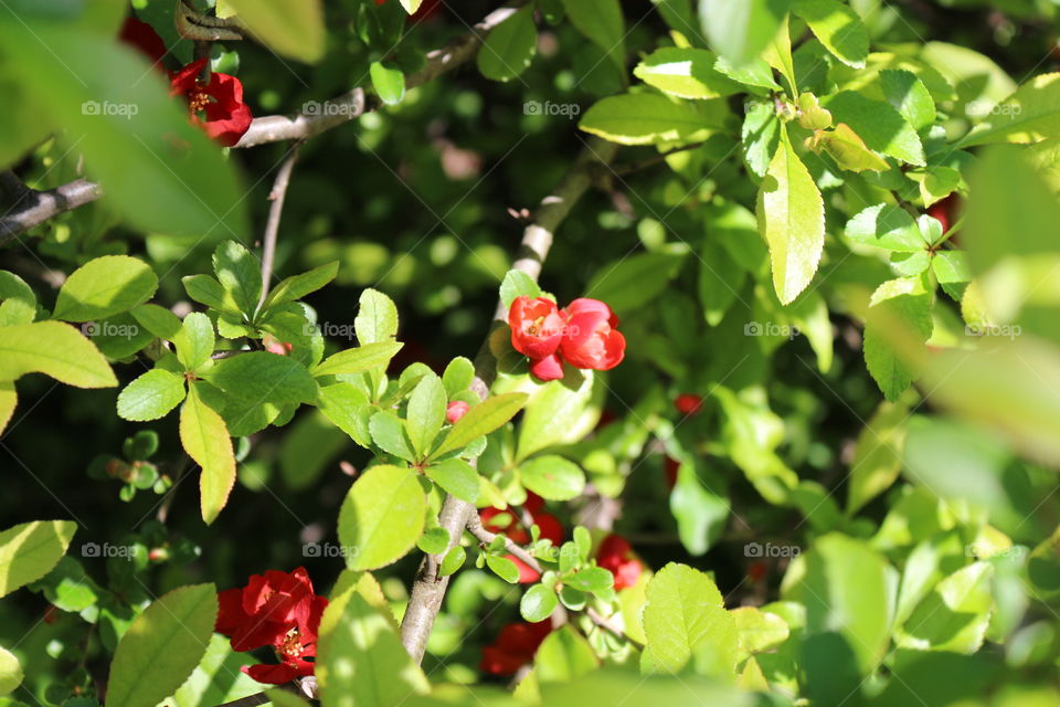 flowers