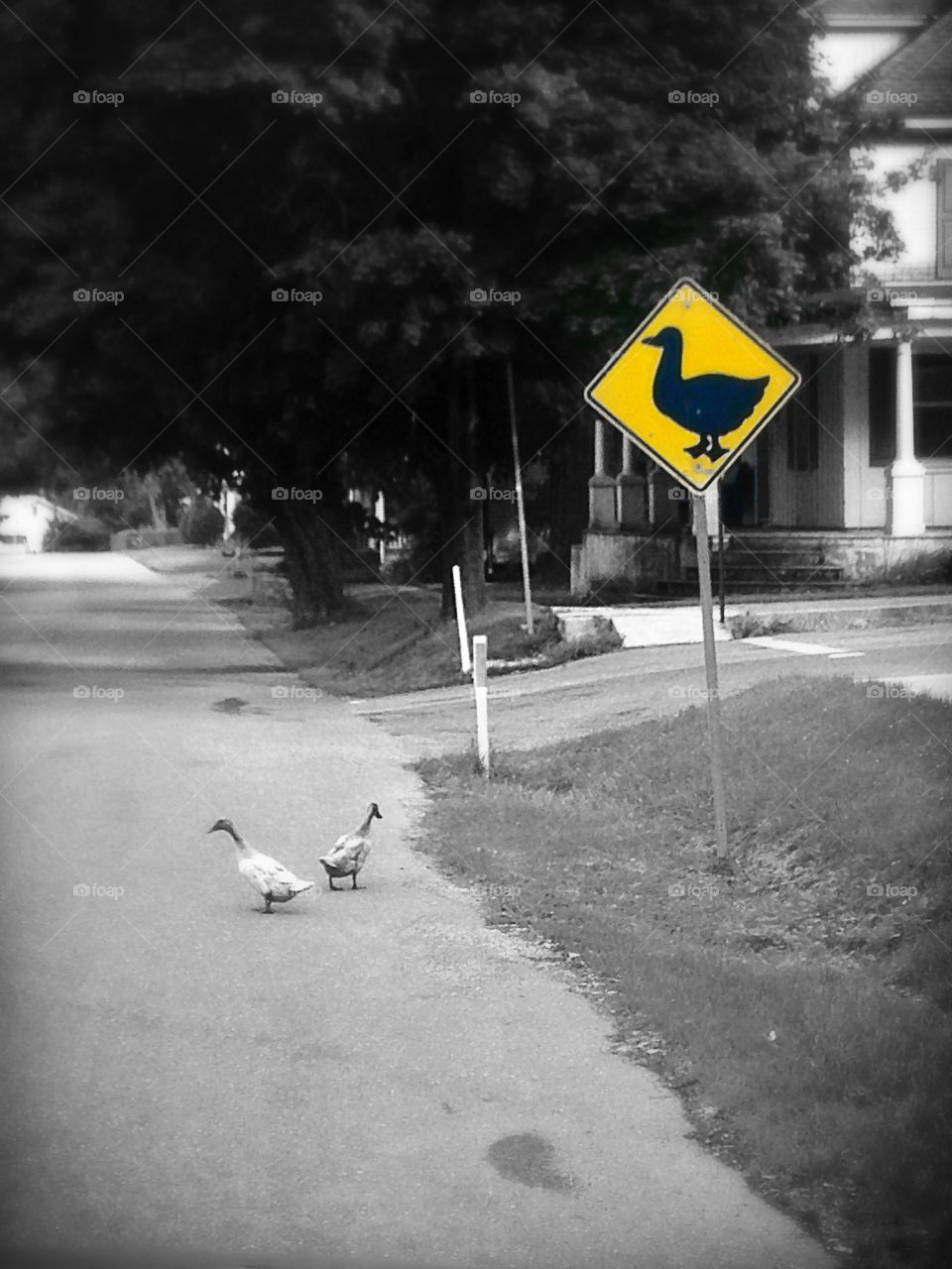 Quack crossing 💛