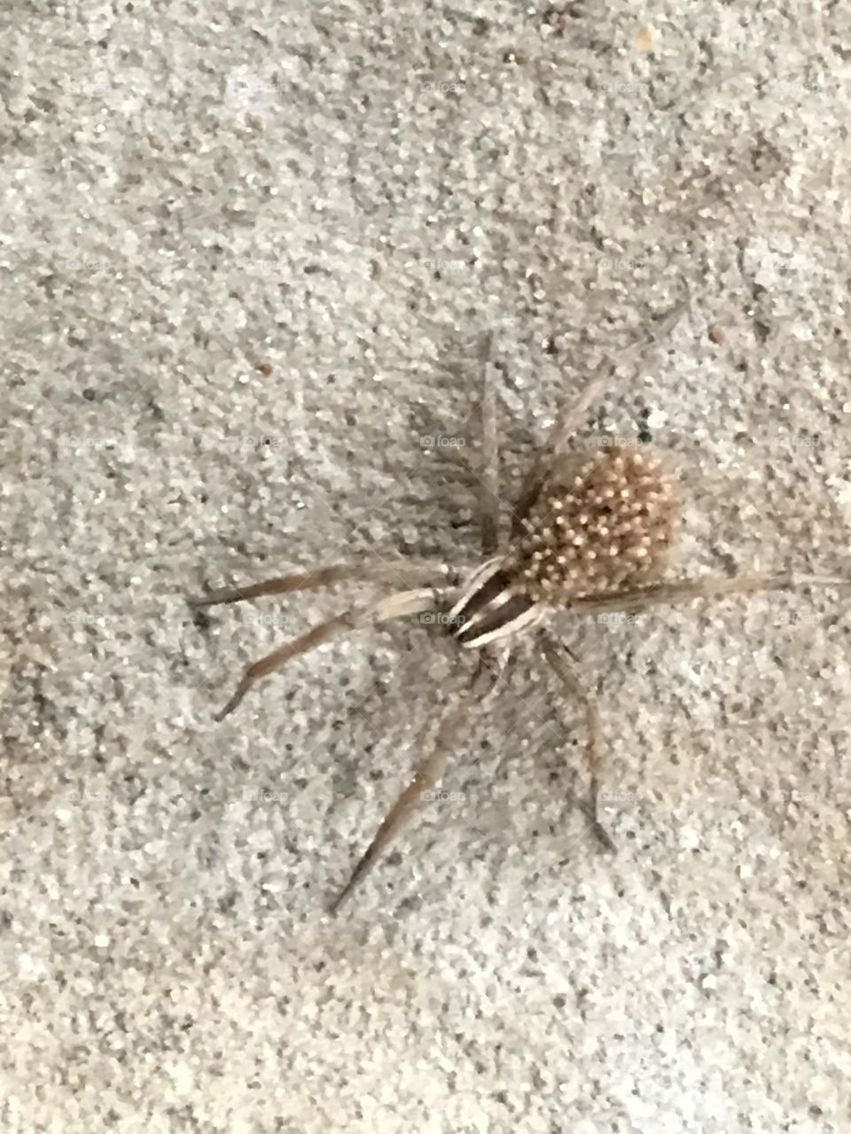 Spider