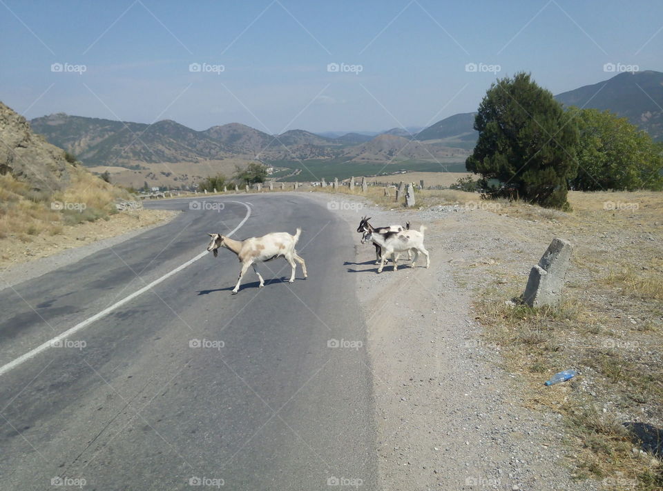 козы.дорога.путешествия.