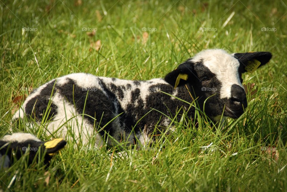 Calf resting on grass