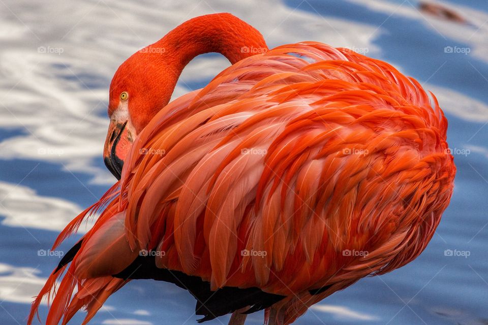 American flamingo on the pond