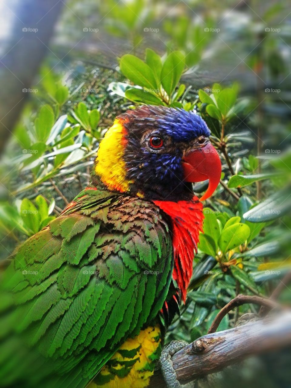 Lorikeet