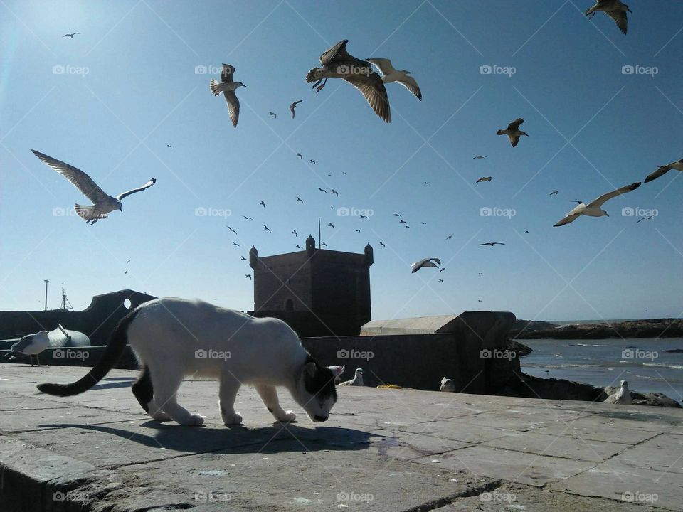 A white cat on wall