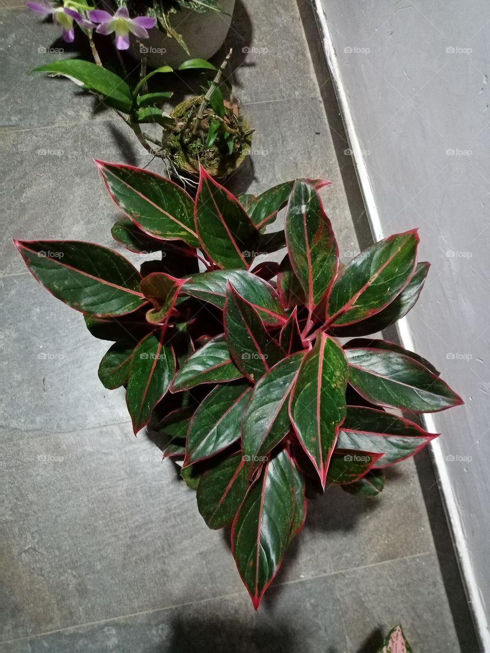 My home hgarden flowers