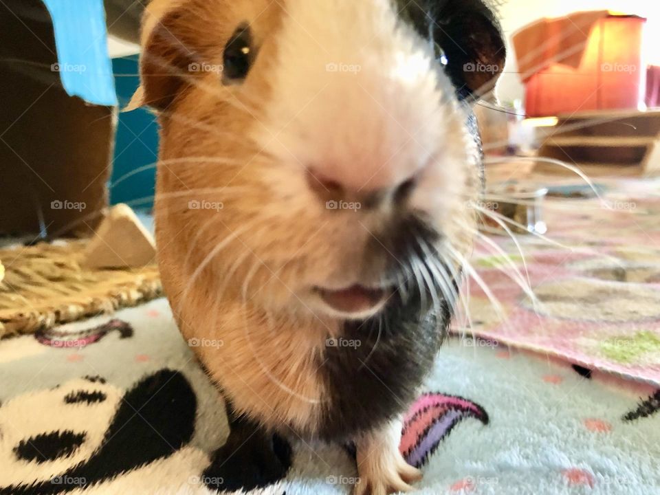 Close up with Danny boy / my adorable super pet ❤️