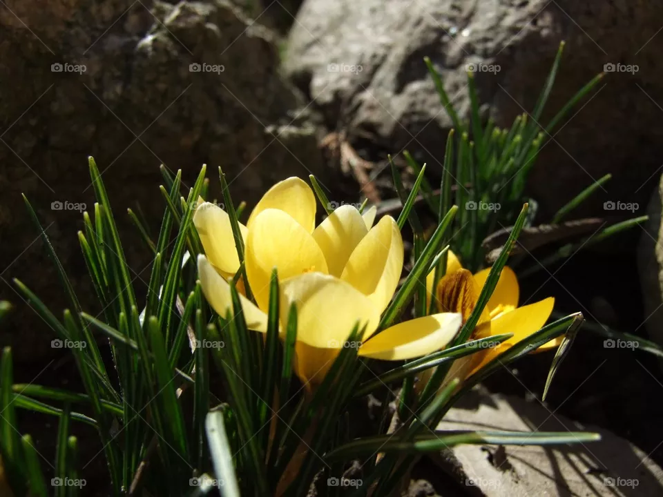 flower