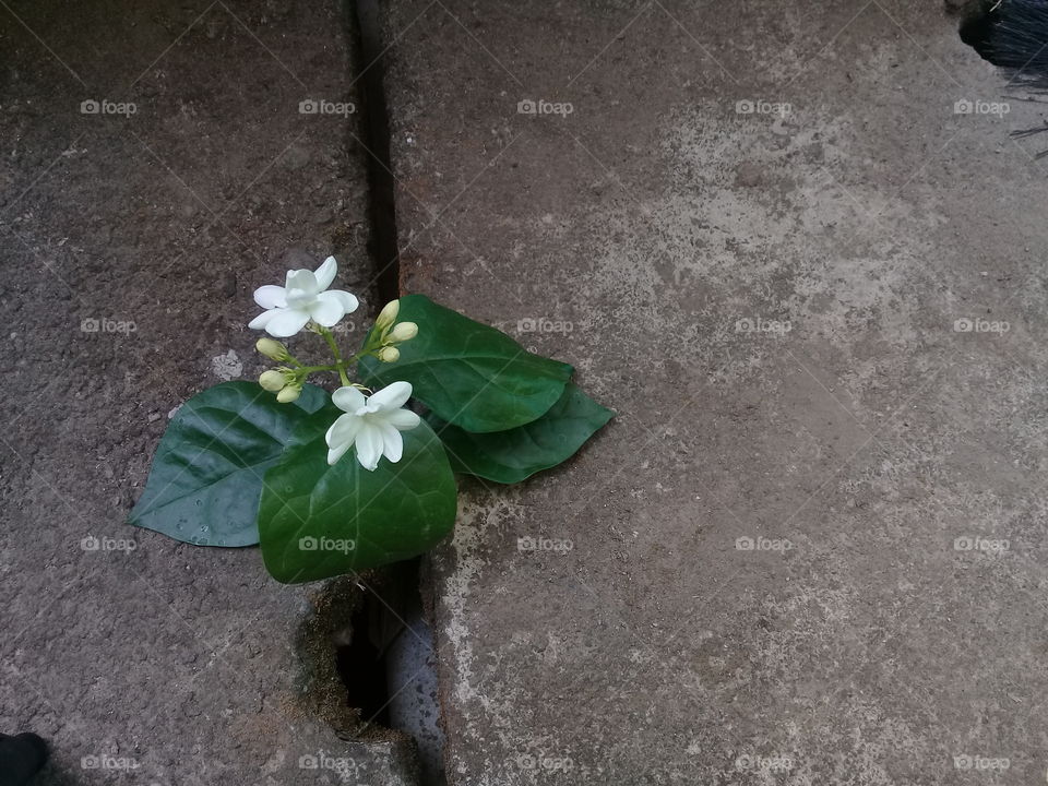 jasmine flower interrupted by the wall
