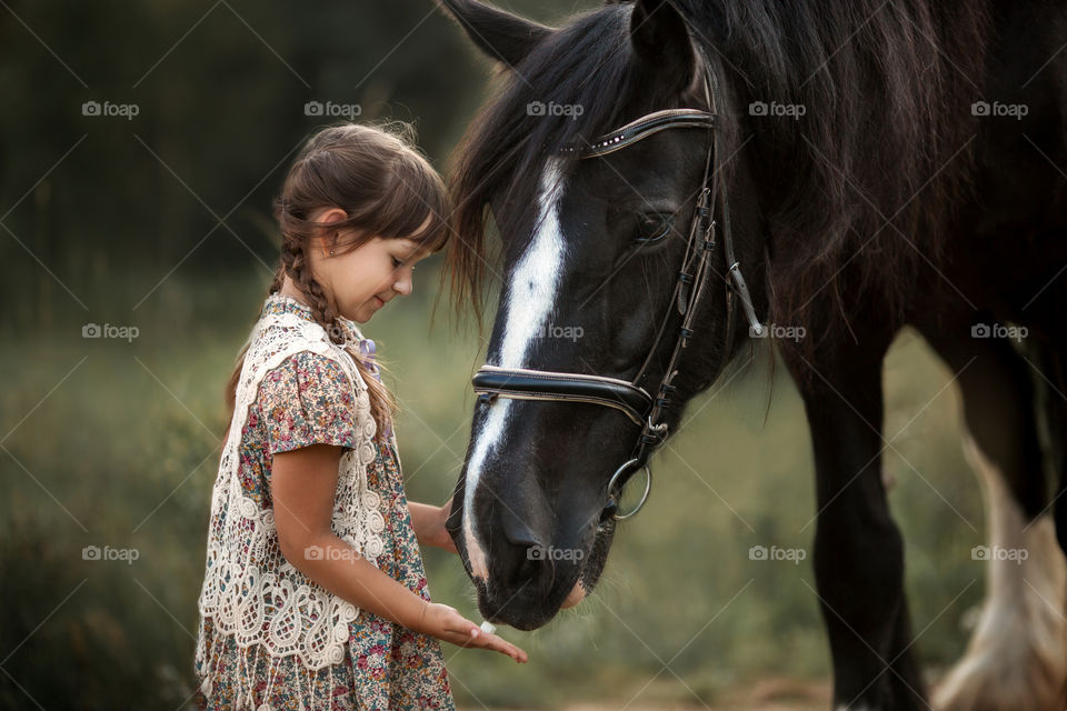 Little girl with shire horse at summer evening 