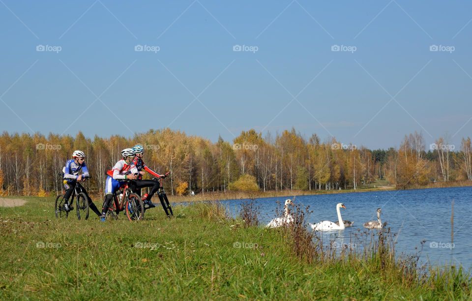 men riding bikes and swans family on a lake beautiful autumn landscape