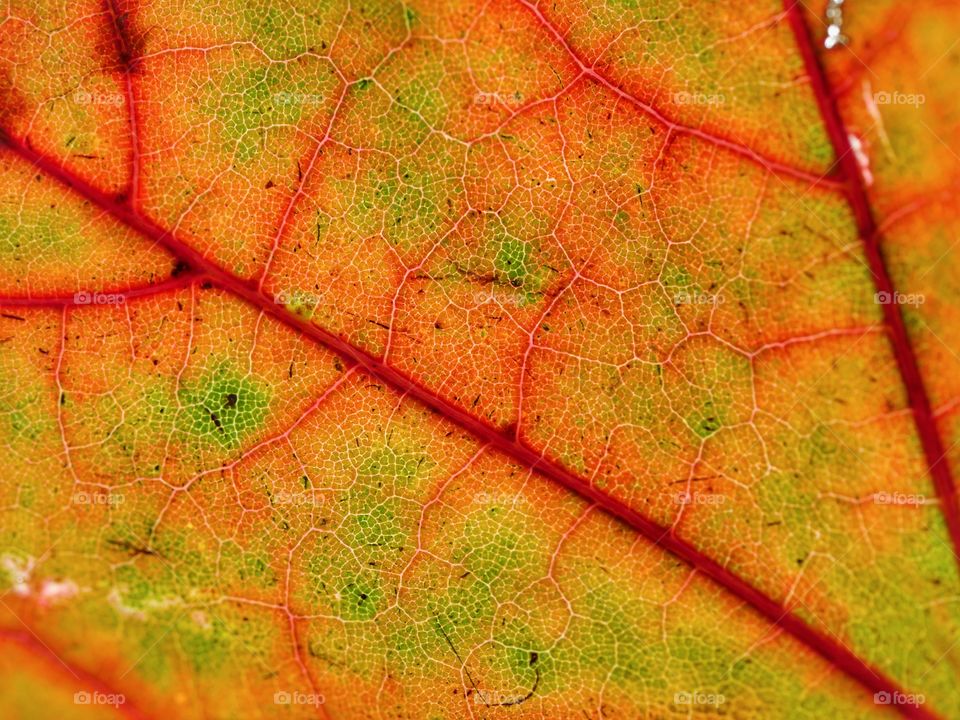 Close up of autumn leaf