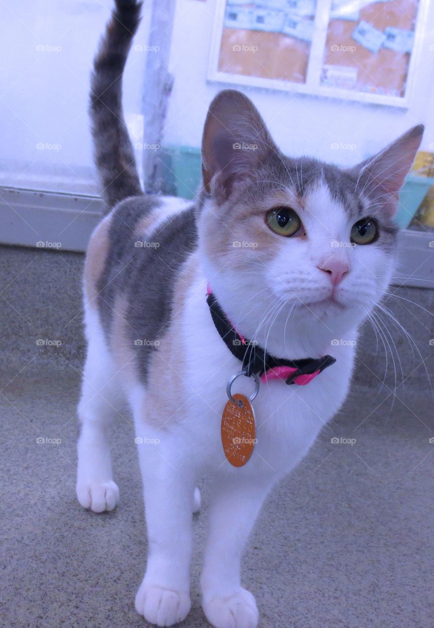 Dilute Calico cat