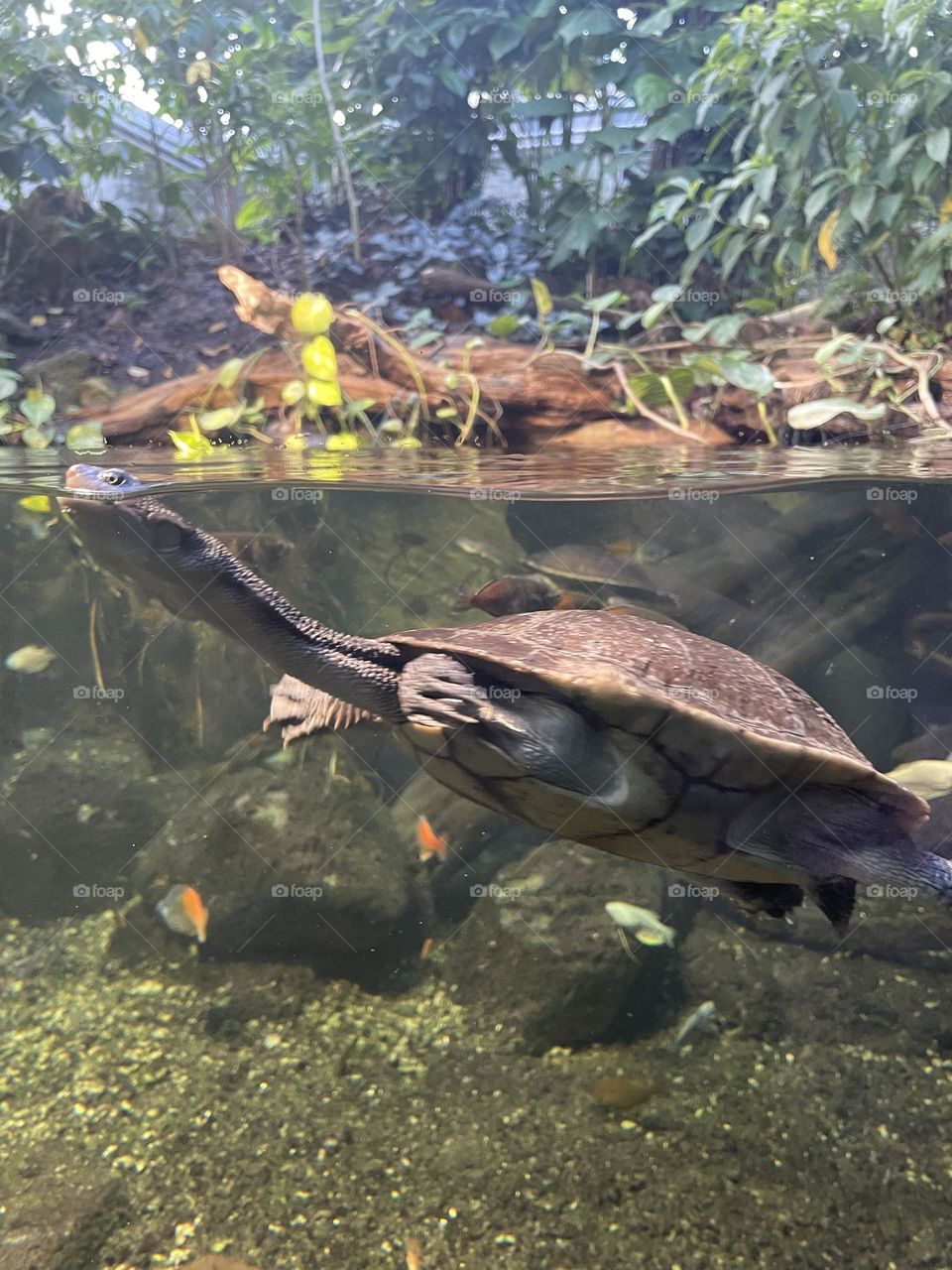 Turtle at the zoo in Stuttgart 