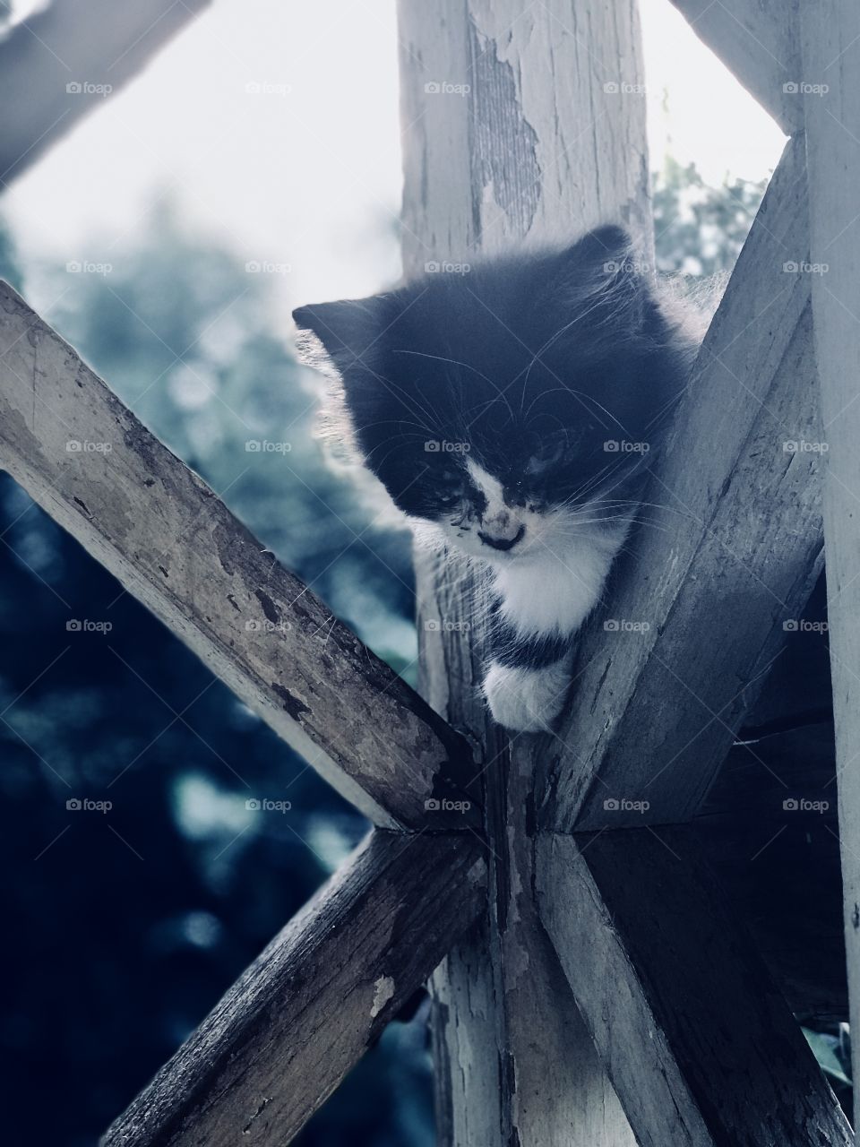 Peek a boo kitty 🐱