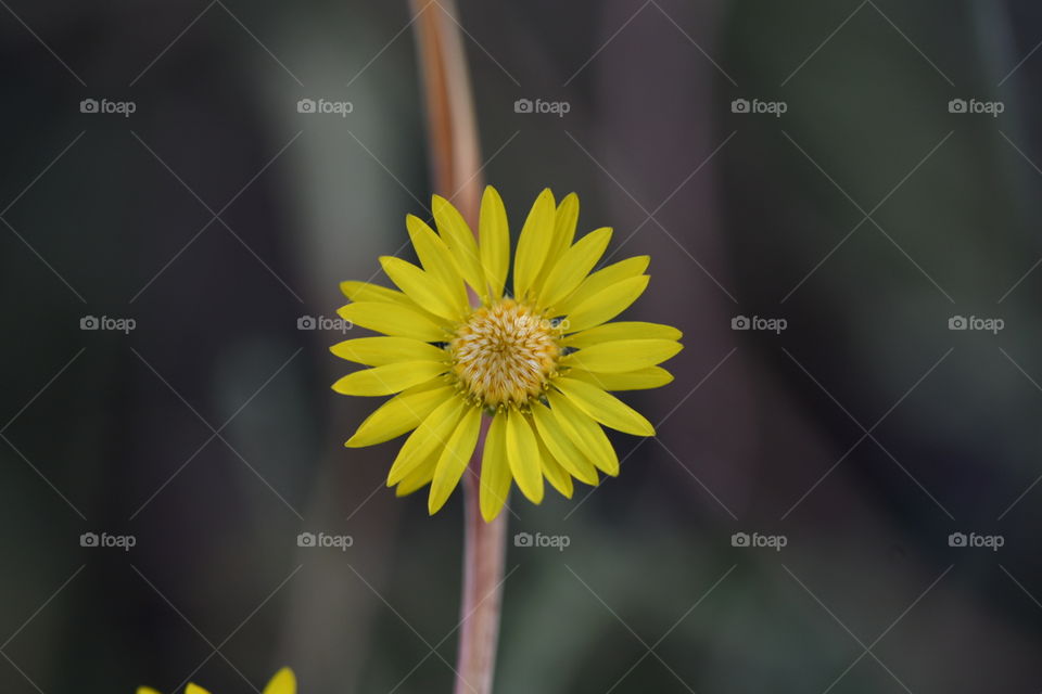 Hermosa flor amarilla con simetría perfecta en sus pétalos