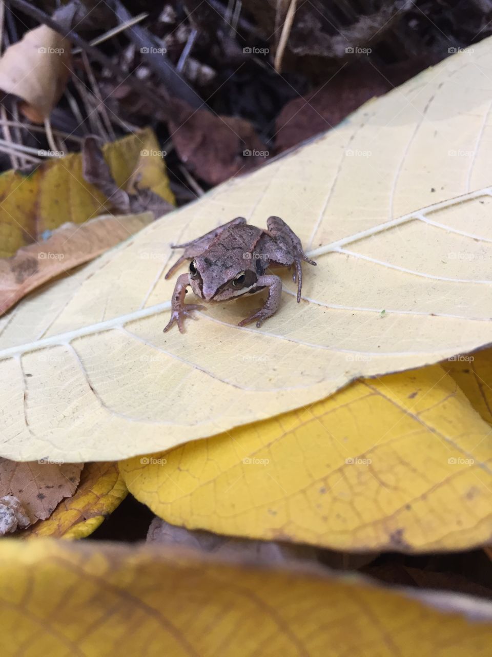 little frog in the autumn forest