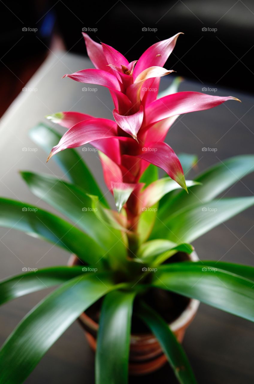 High angle view of plant