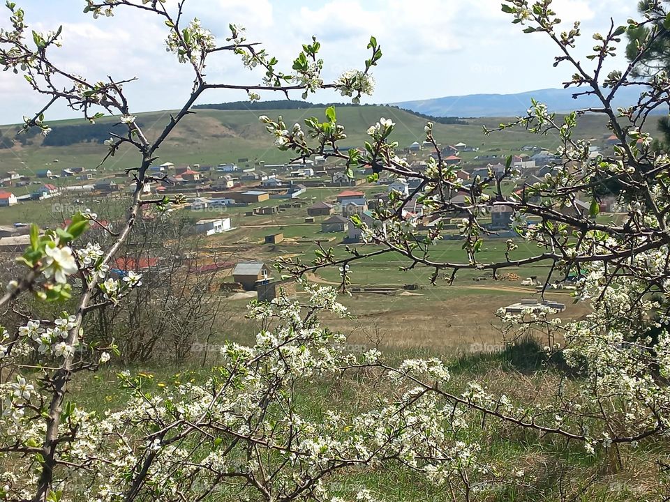 beautiful flowering shrubs in the mountains in spring with a beautiful view of the landscape!