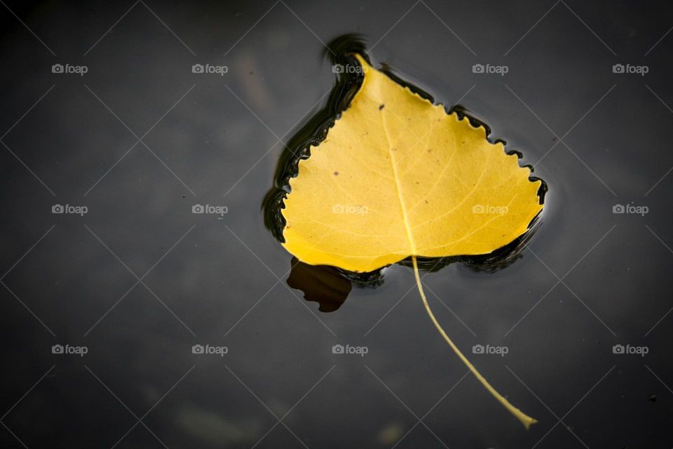Yellow leaf in a dark water