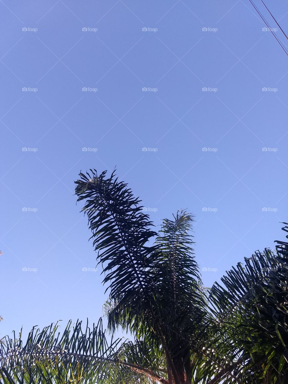 minimalism palmtree and blue sky
